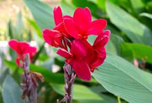 适合庭院种植的花卉有哪些