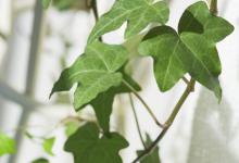 常春藤、马鞭草、滨菊的花语和寓意是什么，适合送给谁