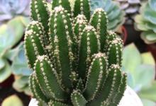 万重山植物烂根怎么办？