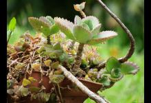 落地生根烂根怎么办