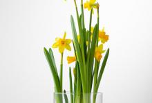 水仙烂根了怎么处理