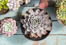 多肉移栽后多久可以浇水晒太阳，需要注意什么