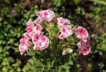 天竺葵有几年的寿命呢？