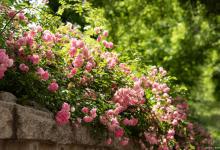 蔷薇烂根是怎么回事？了解原因