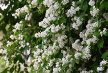 木香花为何不开花，可能是这几个原因造成的