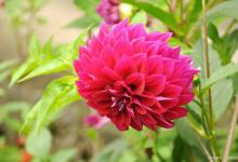 种植大丽花的一些方法和注意事项，可要记住了