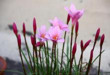 风雨兰换盆要修根吗？如何更好的养护它