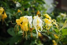 金银花夏天可以晒太阳吗，夏天怎么养护