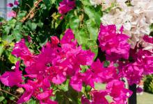 三角梅开花时间，开花后怎样养护