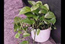 夏天绿萝叶子发黄怎么办