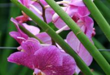 室内养兰花技巧，如何养才开花