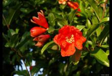 种植石榴花，有什么注意事项？