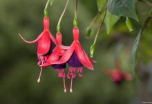 倒挂金钟烂根怎么办