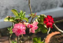 海棠花可以放室内吗？