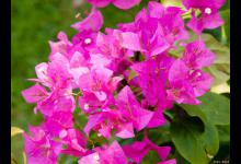 三角梅叶子发黄怎么办？小心植物大病！