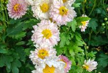 菊花何时上盆，怎么顺利上盆