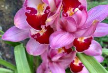 兰花需要阳光照吗，没有阳光能养兰花吗