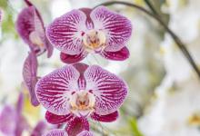 蝴蝶兰叶片发黄怎么办，怎么回事