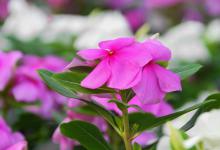 凤仙花养在家里好吗，养不活是怎么回事