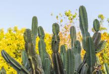 最适合放卧室的十种花：薰衣草仙人掌等植物