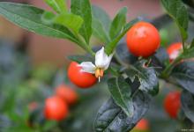 珊瑚樱是有毒植物吗