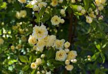 木香花一年开几次？花语和寓意是什么