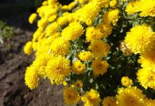 菊花如何防止烂根？怎么解决？