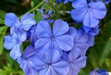 蓝雪花的花语，让你了解它的真正内涵