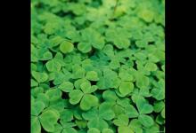 四叶草、芍药花、梅花、葫芦的寓意象征什么，你都知道吗