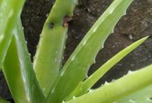 芦荟开花吗，芦荟的特点