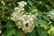 盆栽九里香如何修剪