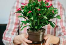 蟹爪兰不开花的原因