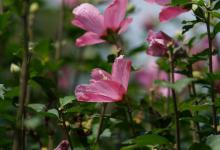 木槿花怎么才能长得茂盛？