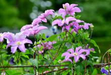 冬天冻不死的常绿植物有哪些