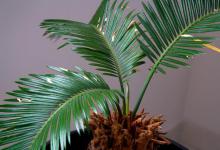 铁树叶子发黄如何补救