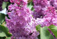 丁香干叶子是怎么回事