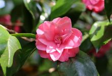 山茶花有香味吗，山茶花有什么特点