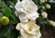 栀子花换盆后叶子蔫了怎么办？一起来看看解决方法吧！