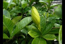 栀子花的养殖方法和注意事项，为什么会有这么多人养殖失败