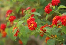 马缨丹和美女樱的区别