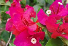 三角梅养护管理方法，开花几天就掉为什么