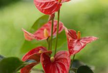 红掌寓意——春意盎然、吉祥如意