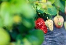 草莓种植需要注意哪几点，做好这点让你的草莓更甜