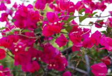 三角梅一年开几次花，几月开花