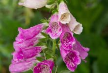 毛地黄的花语和寓意，有什么传说故事