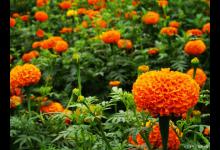 孔雀草与万寿菊有哪些区别呢