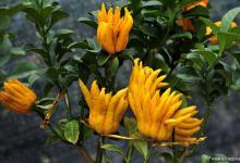 佛手的花语和寓意，有什么传说故事