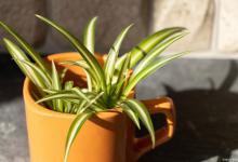 电视柜旁边适合摆什么植物，有什么用处