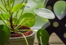 铜钱草放在什么位置好？教你打造舒适小角落