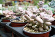 桃蛋和桃美人的区别，怎么养能出状态